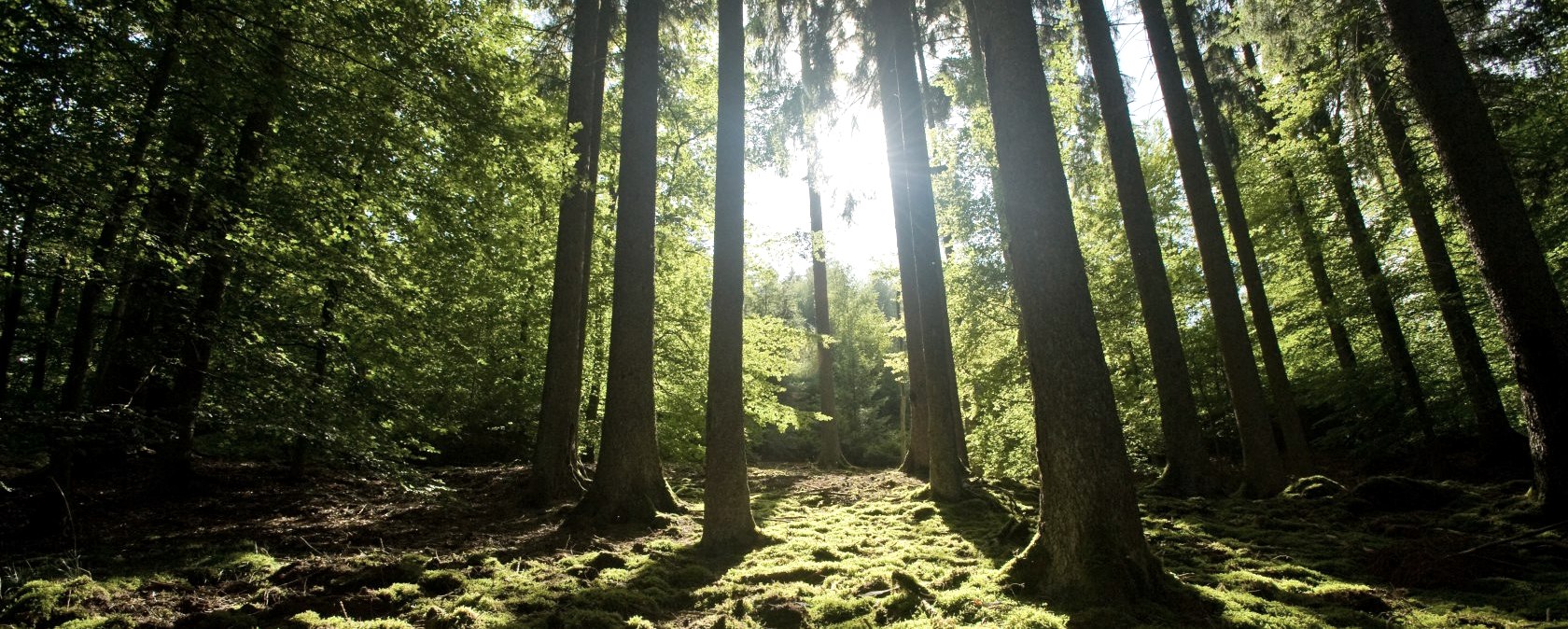 Meulenwaldroute: Waldreicher Wanderweg, © Eifel Tourismus GmbH/D. Ketz