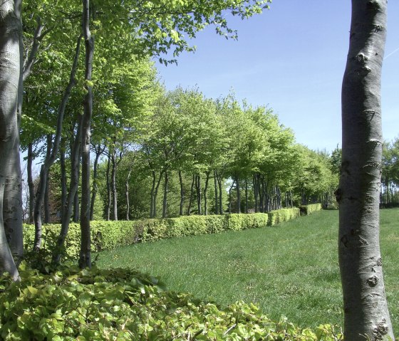 Heckenlandroute: Wandern entlang der Buchenhecken, © Monschauer Land/G. Scheidt