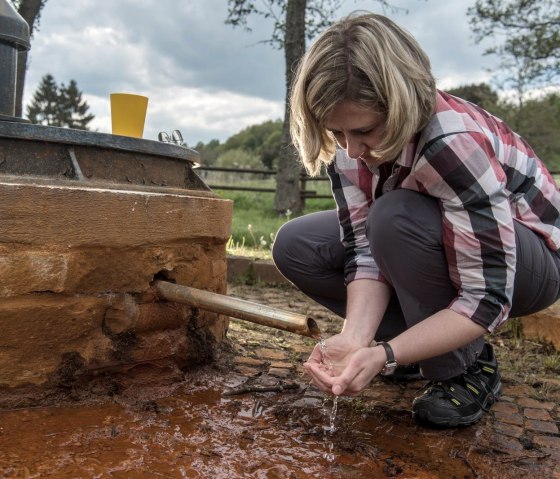 Der Rengener Drees, © Natur- und Geopark Vulkaneifel GmbH