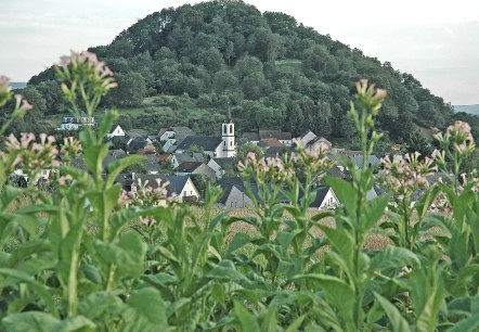 Neuerburger Kopf, © Tourist Information Wittlich Stadt & Land