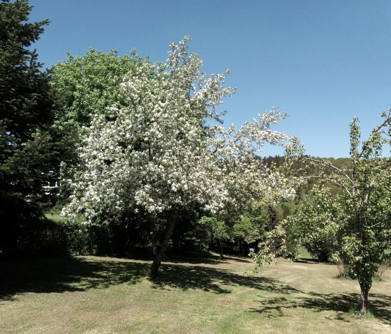 ...unser Obstgarten, © Martina Schenk