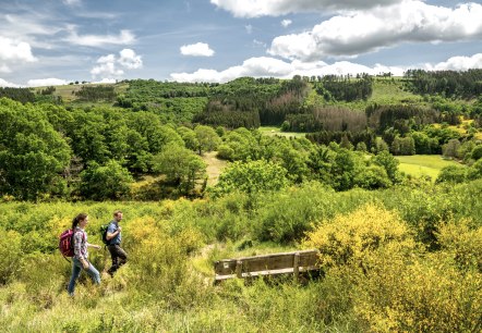 Wandern durch Ginster in der Eifel, © Eifel Tourismus GmbH, Dominik Ketz