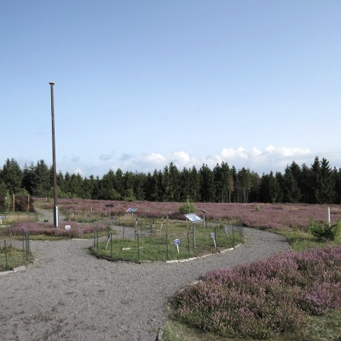 Heidegarten Wabelsberg, © Svenja Schulze-Entrup