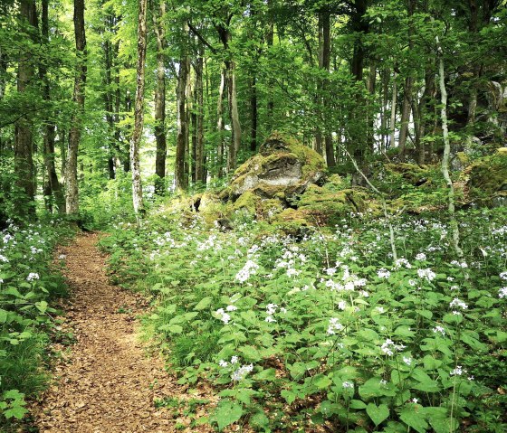 Maanviooltjes op de Ernstberg