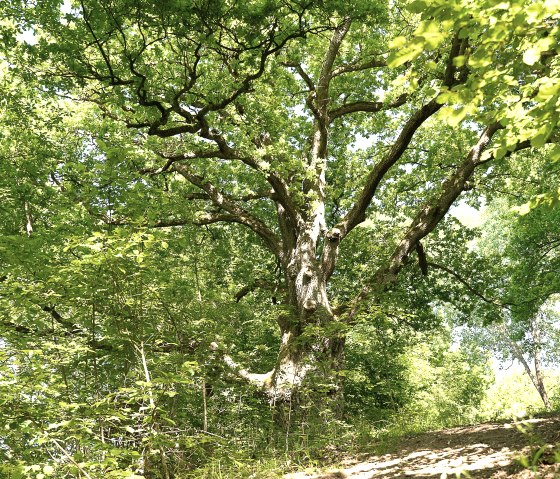 Weg zur Alten Eiche, © TI Kelberg