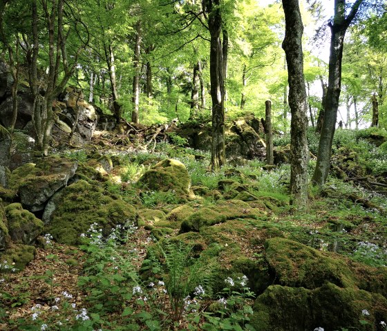 Teilabschnitt HeimatSpur Ernstberg-Panoramaweg im Wald mit moosbewachsenen Steinen, © Gesundland Vulkaneifel GmbH