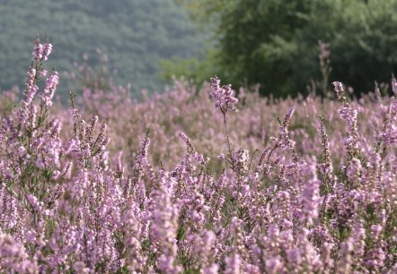 Wacholderheide, © VG Vordereifel