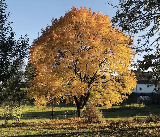 Herbstlicher Garten, © Frank Jankowski Fotografie