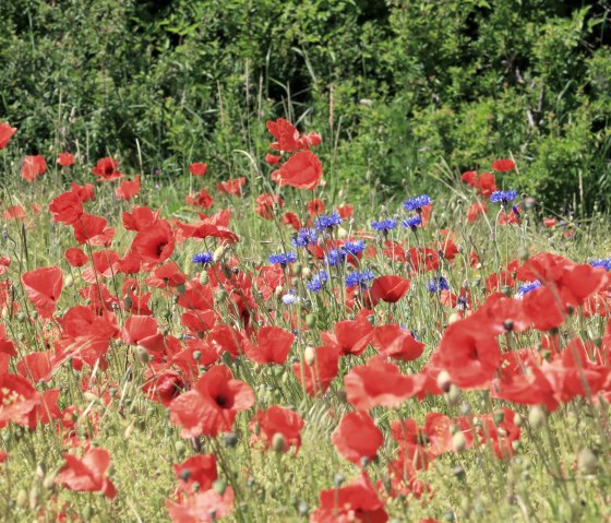 24134 Kornblumen im Mohnfeld, © Nordeifel Tourismus GmbH & Eifel like Home