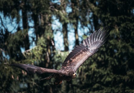 Steinadler in der Greifvogelstation Hellenthal, © Johannes Höhn