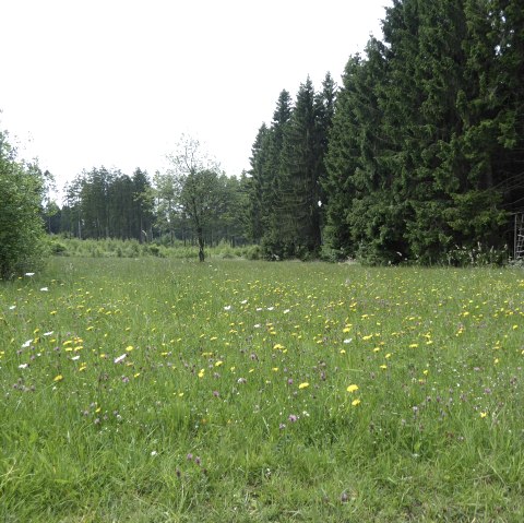 Waldwiese, © Tourist-Information Prümer Land