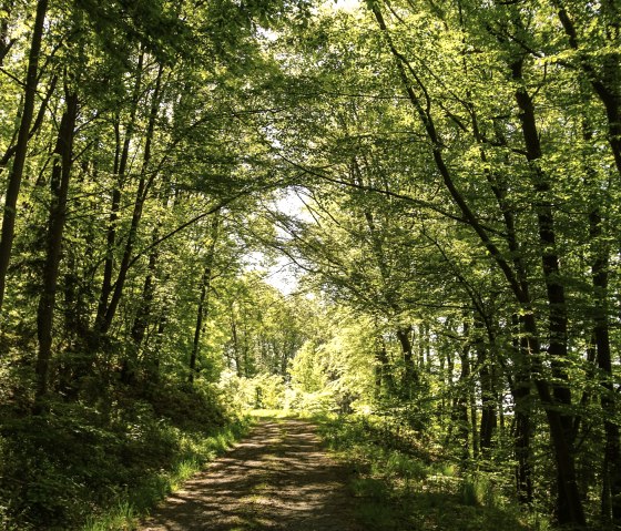 Wegstück des Weitblick Wanderwegs, © Laura Rinneburger