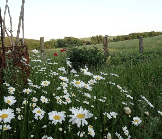 Blumenwiese23, © Nordeifel Tourismus GmbH & Ferienhaus eifel-mökki