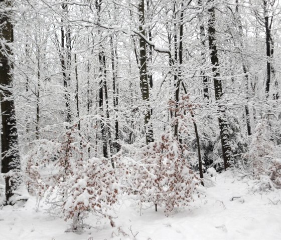 Winterstimmung im Nationalpark Eifel, © kph &  Nordeifel Tourismus GmbH