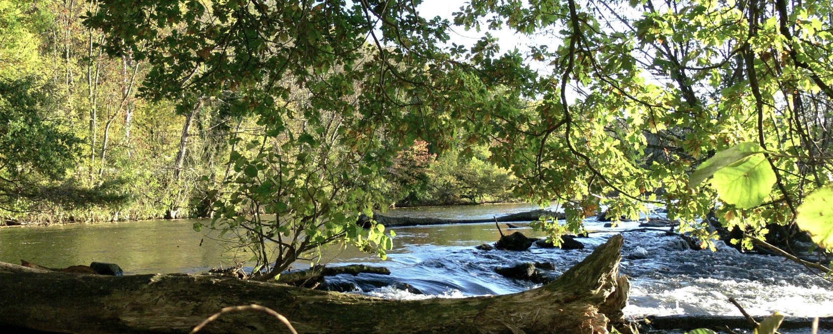 Todholz im Rurwehr, © Gemeinde Kreuzau