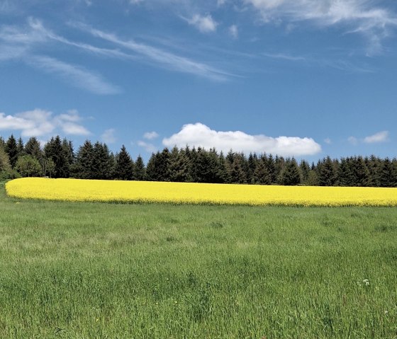 leuchtend gelber Raps