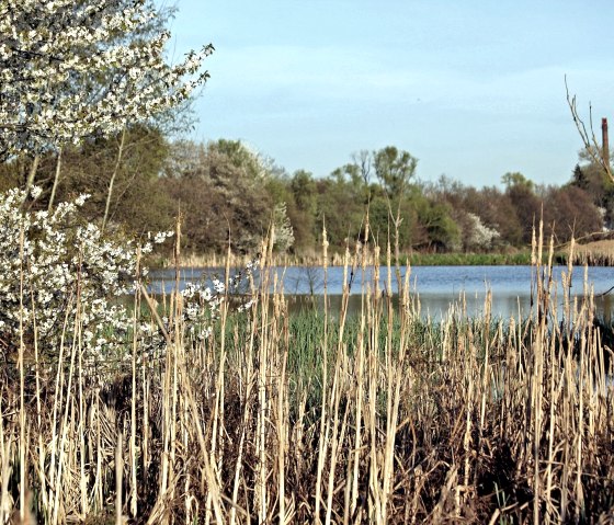 Thürer Wiesen Teich, © Jürgen Thierfelder