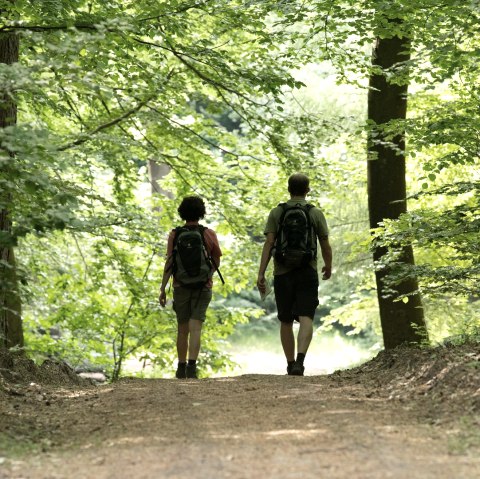 Wandern in der Eifel durch schattige Wälder, © Eifel Tourismus GmbH, Dominik Ketz