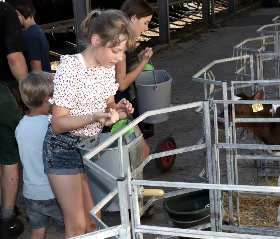 Kinder beim Kälber füttern