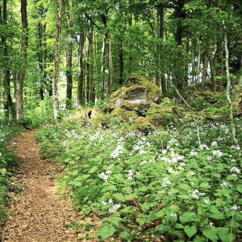 Mondviolen am Ernstberg