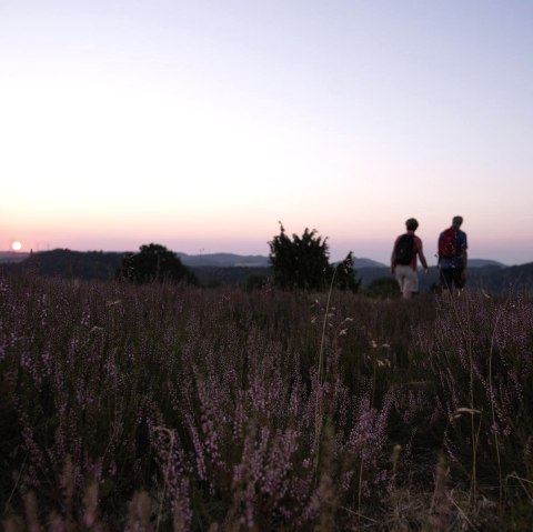 Wacholderheide Langscheid, © Laura Rinneburger