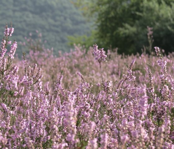 Wacholderheide, © VG Vordereifel