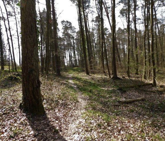 forêt Mesenich, © Deutsch Luxemburgische Tourist Info