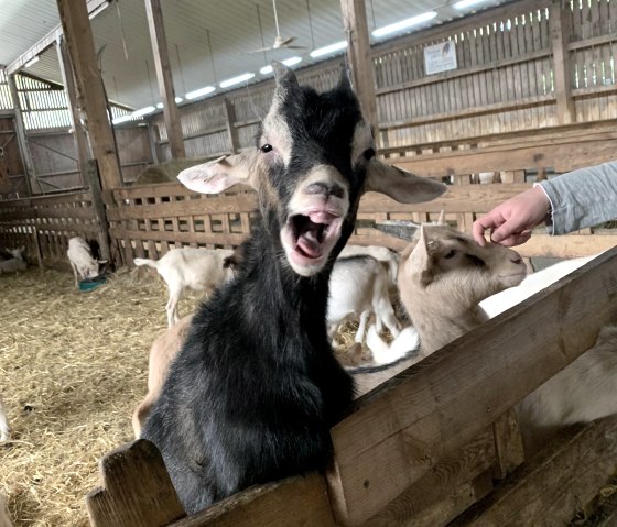 Notre plus jeune chevreau