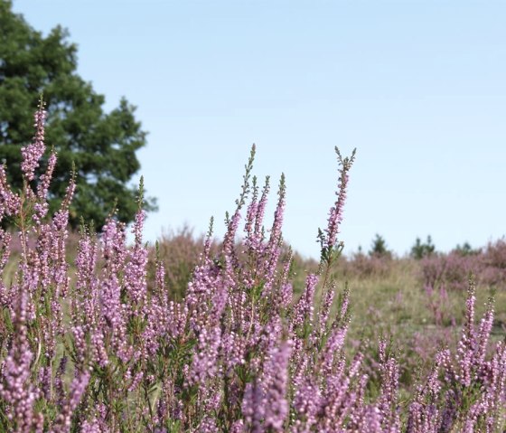 Die Wacholderheide, © Foto: Svenja Schulze-Entrup, Quelle: Touristik-Büro Vordereifel