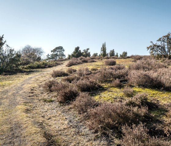 Wanderweg Traumpfad Wacholderweg, © Eifel Tourismus GmbH, D. Ketz