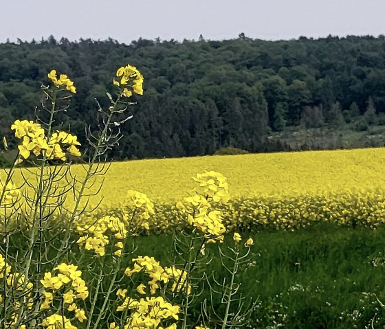 summer, © Yvonne Clemens-Cihlars