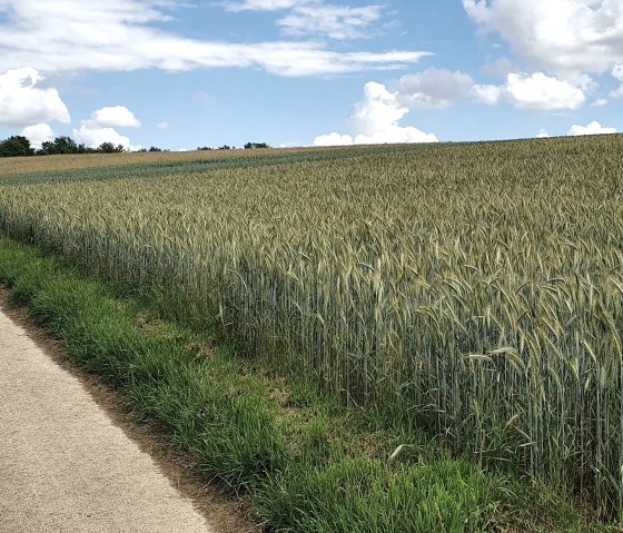 Getreidefelder auf der Bedatour, © TI Bitburger Land