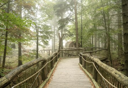 Der wilde Weg in Nationalpark Eifel, Holzsteg, © Nationalpark Eifel, Dominik Ketz