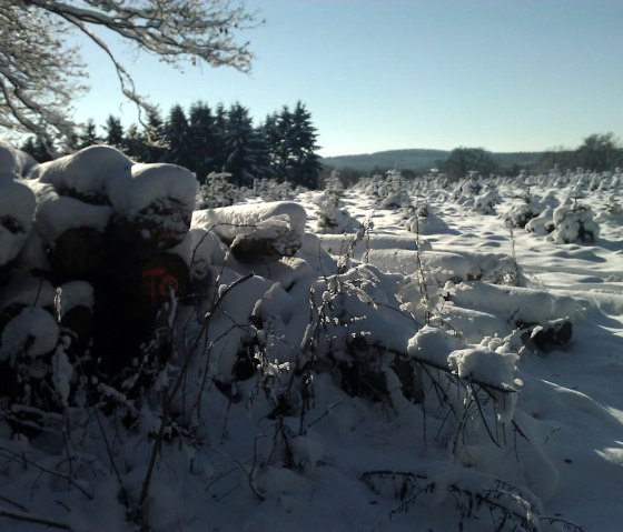 Winter rund um Manderscheid