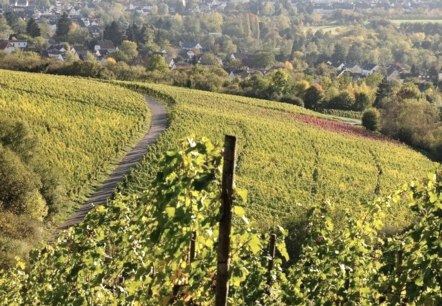 Weinberge, © Tourist-Information Wittlich Stadt & Land