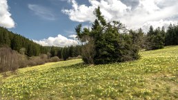 Blühende Narzissenwiese im Oleftal, © Eifel Tourismus GmbH, Dominik Ketz