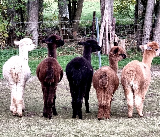 Lamas, © J. Samans