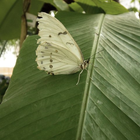 Schmetterling, © Eifalia