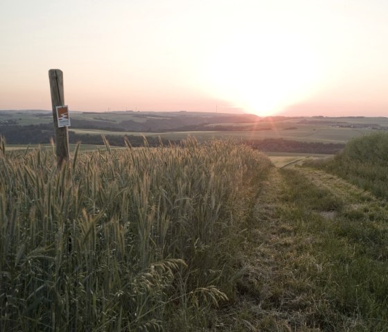 Eltzer Burgpanorama - Feld bei Wierschem, © Traumpfade/Kappest