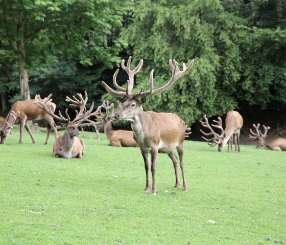 18wildgehege-eifelpark, © Eifelpark Gondorf