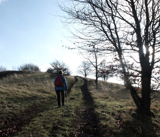 Hinauf zum Ettringer Bellerberg, © Foto: Laura Rinneburger, Quelle: Touristik-Büro Vordereifel