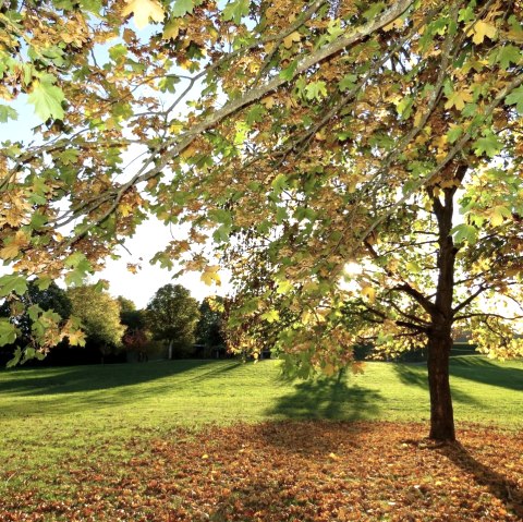 Stadtpark, © Werner Pelm