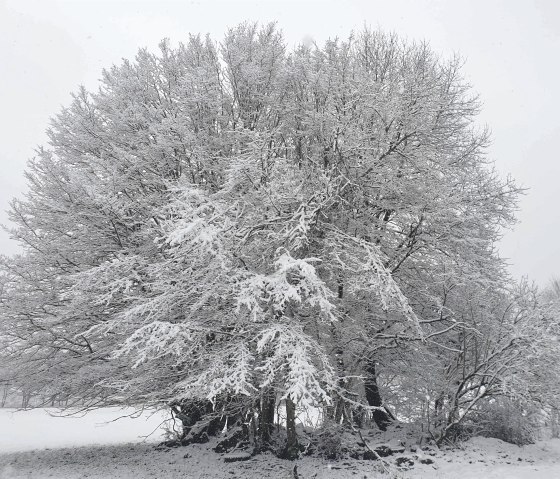 Schneezauber, © Martin Schenk