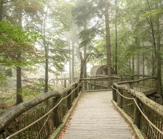 Ein breiter, rollstuhlgerechter Holzsteg führt durch den Mischwald im ökologischen Herzen des Nationalparks., © Nationalparkverwaltung Eifel, D. Ketz