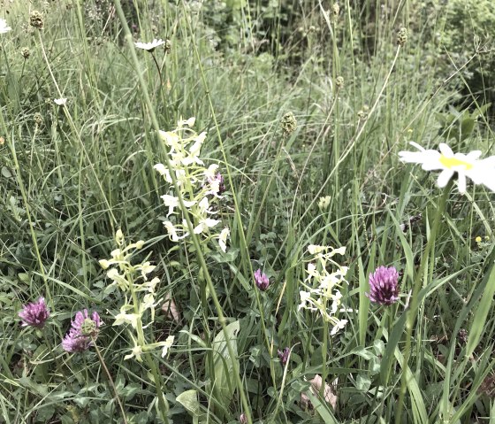 Schönecker Schweiz, Orchidee, © Eifel Tourismus GmbH, IW