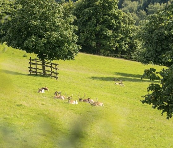 Wildpark (2), © Natur- und Wohlfühlhotel Kastenholz