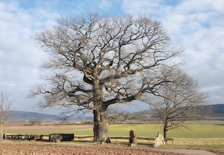 Dicke Eiche Altrich, © Tourist Information Wittlich Stadt & Land