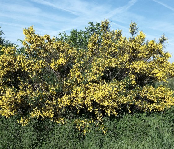 Ginsterblüte im Mai