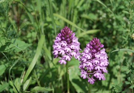 Orchideen - Pyramidenorchis, © Naturpark Südeifel/P. Wagner