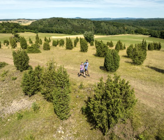 EifelSpur Toskana der Eifel, Wandern zwischen Wacholder am Kalvarienberg, © Eifel Tourismus GmbH, Dominik Ketz